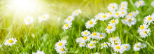 Panoramic Meadow With Daisies At Springtime