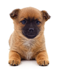 Canvas Print - Brown beautiful puppy.