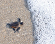 Baby sea turtle almost in water