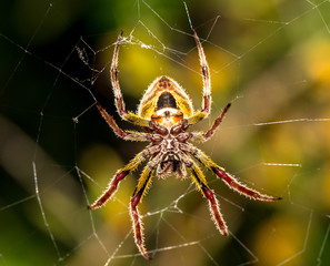 Wall Mural - Red and gold spider on the web at night