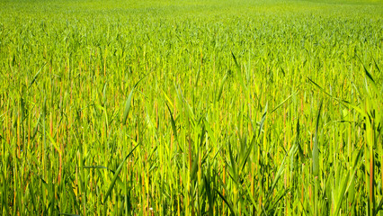 Green young corn
