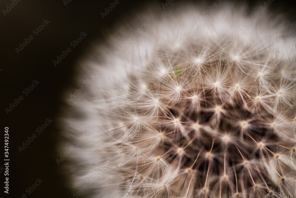 Close-up Of Dandelion Flower Against Black Background - obrazy, fototapety, plakaty 