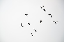 Low Angle View Of Birds Flying Against Clear Sky