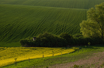  a yellow rapeseed field in the foreground, behind it a hill covered with green grass, a hunting lodge and to the right a large tree
