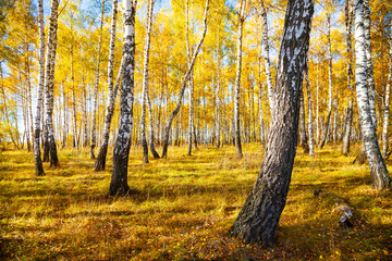 Birch forest in the fall.