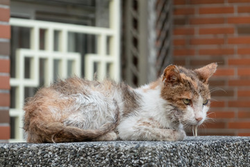 Canvas Print - stray cat was sick