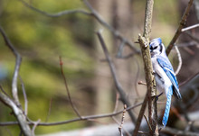 A Blue Jay Perched On Tree Branch.