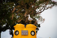 Monaco, France, 25th Of February 2020: Seagull Standing On A Yellow Submarine In Monaco