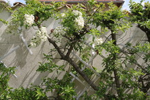 White Spring Pyracantha Firethorn Flowers