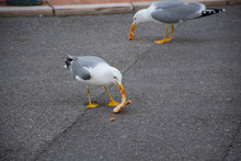 Seagull In The City Walking Around With Pizza In Its Mouth