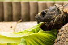 Turtle Tortoise Eat Salad Eating Green Head Eye