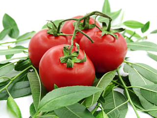 Organic garden tomatoes on green leaves