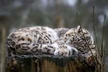 Snow Leopard Sleeping On An Old Tree Stump