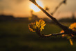 Prześwietlony liść podczas wiosennego zachodu słońca z pięknym polem w tle