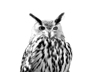 Poster - Hibou