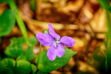 Purple Wildflower In The Forest