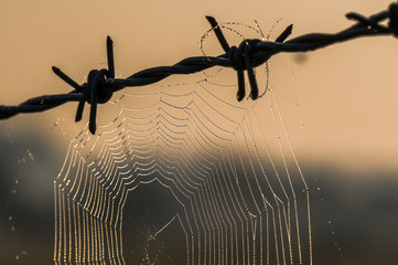 spider web with dew in the morning