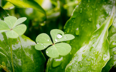 Macro image of water drop on a clover leaf.