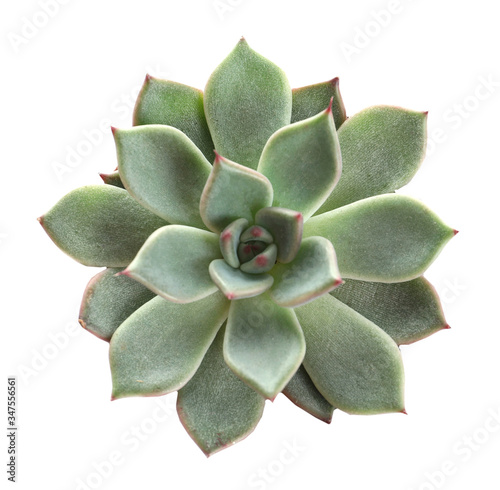 Fotografía Beautiful succulent on white background, top view