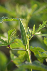 Wall Mural - Okra or lady's finger vegetable plant in the garden