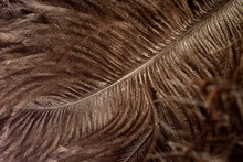 Feathers In Macro. Brown Ostrich Feathers In The Sunlight Close Up.