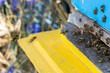 Bees flying with pollens to blue yellow beehive, close up view with nature background. Apiculture concept 