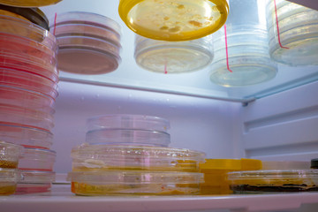 Poster - Petri dishes with samples of microorganisms in a laboratory refrigerator