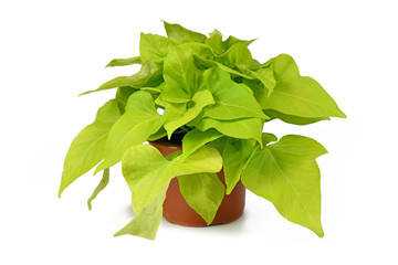 Ornamental bright green Sweet Potato ''Ipomoea Bright Ideas Lime' vine plant isolatd on white background