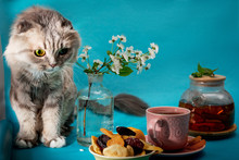 A Cat Next To A Saucer Of Dried Fruit, A Cup Of Tea And A Glass Teapot On A Blue Background.