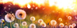 Leinwandbild Motiv Dandelion Field With Flying Seeds At Sunset
