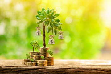 A pile of many gold coins with trees growing with interest with money bag of depositing put on the wood in the backyard, Saving money for business Investment and  spending concept.