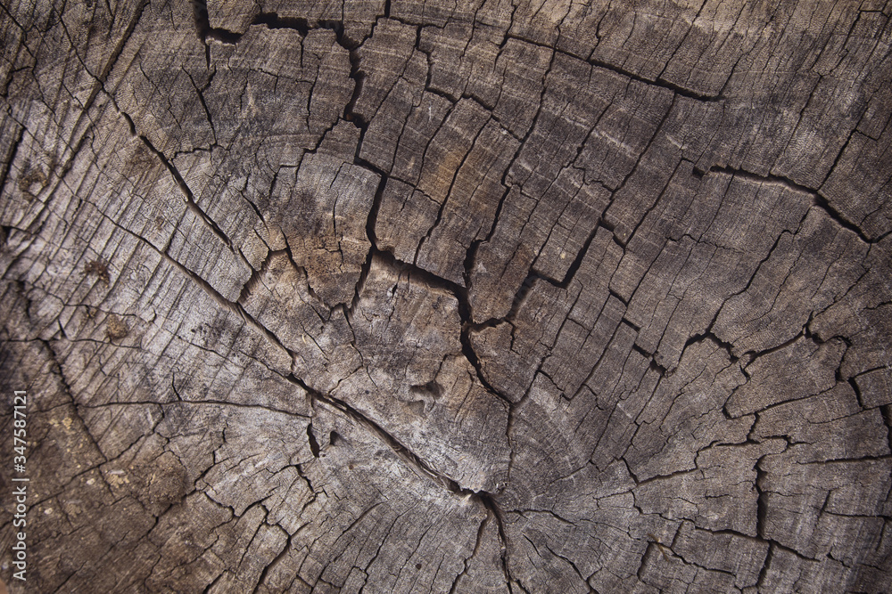 Old wood texture cut