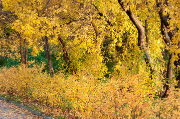 Wall Mural - autumn in the forest