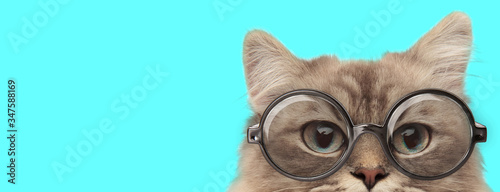 Mata magnetyczna zabawny nerdy metis kot ukrywa twarz przed kamerą