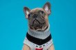 cute french bulldog in costume looking up