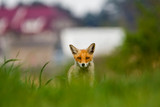 Fototapeta Zwierzęta - Spoglądający na wprost lis. Dzikie zwierzę wpatrujące się w obiektyw