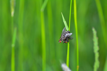 Two gray flesh flies   mating on grass