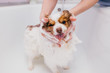 © alfa27 - adorable little pet dog take shower in bath before grooming, hair cutting by professional groomer in salon. health care of animals concept