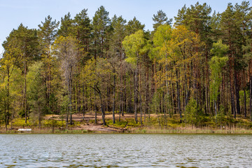 Wild beach on a small lake in the forest. A place to relax by the water in the woods.