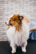 © alfa27 - beautiful and cute puppy spitz sit at grooming salon, little domestic animal enjoy hair cutting and getting care of her hair in grooming salon by professionals