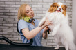 © alfa27 - lovely little pet sit on wool drying, grooming procedure in salon. careful groomer handle with domestic animal, dries his wool before cutting