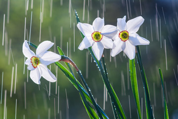 Wall Mural - Beautiful flowers of white daffodils on a background of tracks of water drops