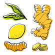 Ginger, lemon, turmeric. Roots and slices. Colorful sketch collection of herbs and spices isolated on white background. Doodle hand drawn healthy food icons. Vector illustration