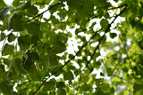 Fototapeta Sypialnia - Sunshine kissed birch tree