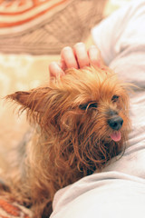  A wet Yorkshire terrier with its tongue hanging out is sitting next to the owner. A human hand strokes a small dog after bathing.
