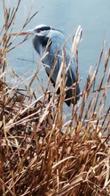 Close-up Of Great Blue Heron Standing On Water