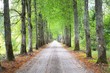© Alex Stemmer - An archway of the single lane country road and tall green trees. Sunlight through the tree trunks. Fairy summer landscape. Idyllic forest scene. Latvia