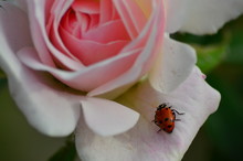 Macro Shot Of Ladybug On Pink Rose Petal