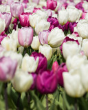 Fototapeta Tulipany - pink, white, purple tulips. field of tulips. Spring flower tulip
