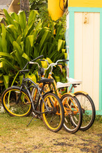A Group Of Colorful Cruiser Bicycles Near A Tropical Plant On The Island Of Kauai In Hawaii. 